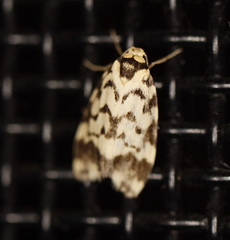 Goniosema anguliscripta