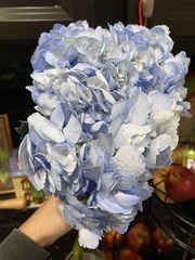 Hydrangea macrophylla