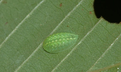 Lithacodes fasciola