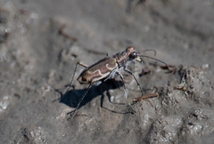 Cylindera
