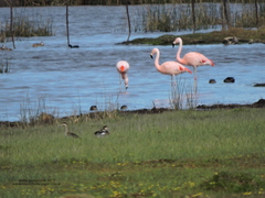Phoenicopterus chilensis