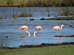 Phoenicopterus chilensis