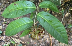 Marcgraviaceae