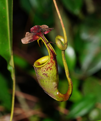 Nepenthes bicalcarata