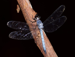 Tyriobapta kuekenthali