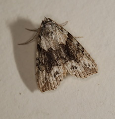 Calathusa basicunea