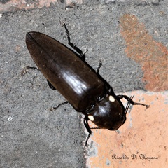 Pyrophorus