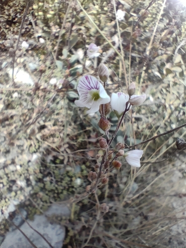 Veronica decora, photograph 5