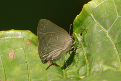 Ignata caldas