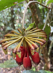 Marcgraviaceae