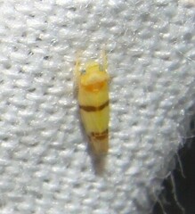 Empoa gillettei
