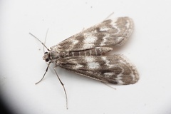 Hygraula