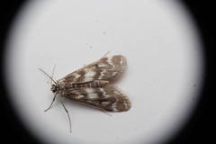Hygraula
