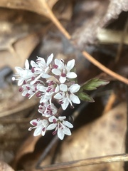 Erigenia bulbosa