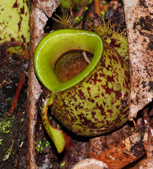 Nepenthes ampullaria