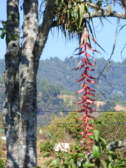 Tillandsia prodigiosa
