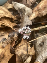 Erigenia bulbosa
