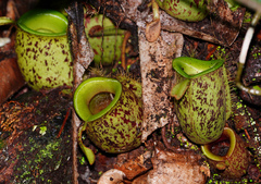Nepenthes ampullaria