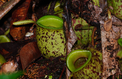 Nepenthes ampullaria