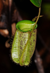 Nepenthes ampullaria