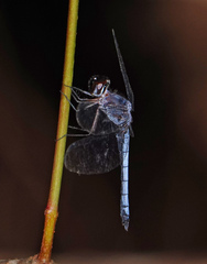 Tyriobapta kuekenthali