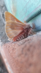 Hemileuca rubridorsa
