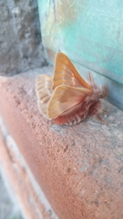 Hemileuca rubridorsa