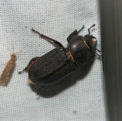 Dorcus parallelus