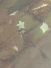 Patiriella regularis