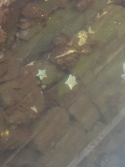 Patiriella regularis