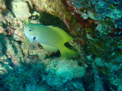Pomacentrus nigromarginatus