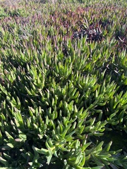 Carpobrotus edulis