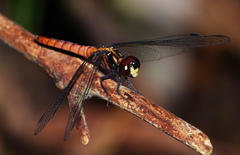 Lyriothemis cleis