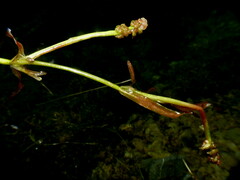 Potamogeton ochreatus