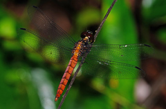 Lyriothemis cleis