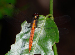 Lyriothemis cleis
