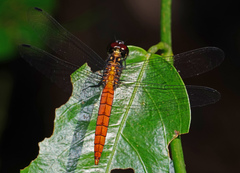 Lyriothemis cleis
