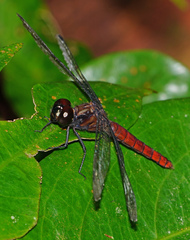 Lyriothemis cleis