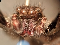 Mexigonus