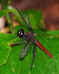 Lyriothemis cleis