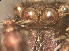 Mexigonus