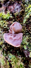 Auricularia auricula-judae