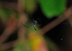 Leucauge sarawakensis
