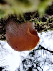 Auricularia auricula-judae