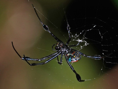 Leucauge sarawakensis