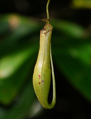 Nepenthes gracilis