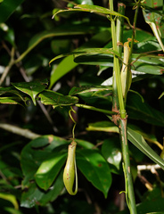 Nepenthes gracilis