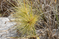 Spinifex longifolius
