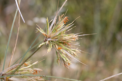 Spinifex longifolius