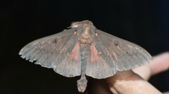 Citheronia sepulcralis